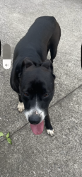 Reunited Female Dog last seen Musket/Flintlock , Hickory, NC 28601