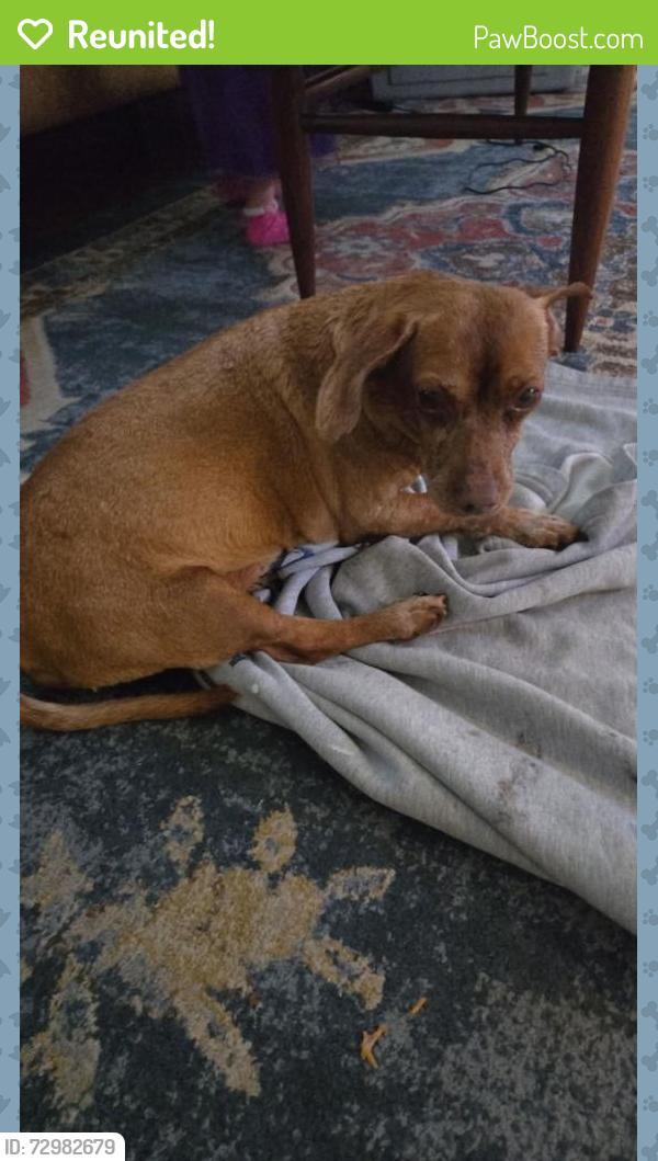 Reunited Male Dog last seen North capital parkway and st. Charles Street , Montgomery, AL 36107