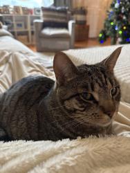 Lost Male Cat last seen Pattison, Eugene, OR 97402