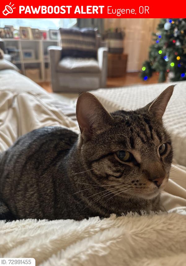 Lost Male Cat last seen Pattison, Eugene, OR 97402