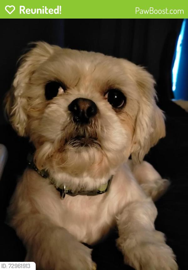 Reunited Female Dog last seen Credit Union on Antrim Road/Duncairn Gardens, Belfast, Northern Ireland BT15 2GF