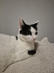 Reunited Female Cat last seen The Wirrals, Sus Drive, Medway, England ME5 0NT