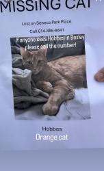 Reunited Male Cat last seen Seneca Park, Hamilton Township, OH 45039
