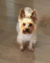 Lost Male Dog last seen W Asbury PL & W Atlantic PL, Lakewood, CO 80227