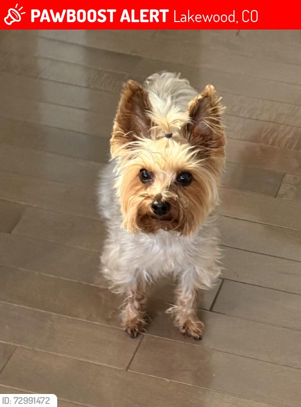 Lost Male Dog last seen W Asbury PL & W Atlantic PL, Lakewood, CO 80227