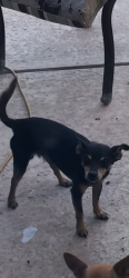 Lost Male Dog last seen Hamer lane, Stockton, CA 95209