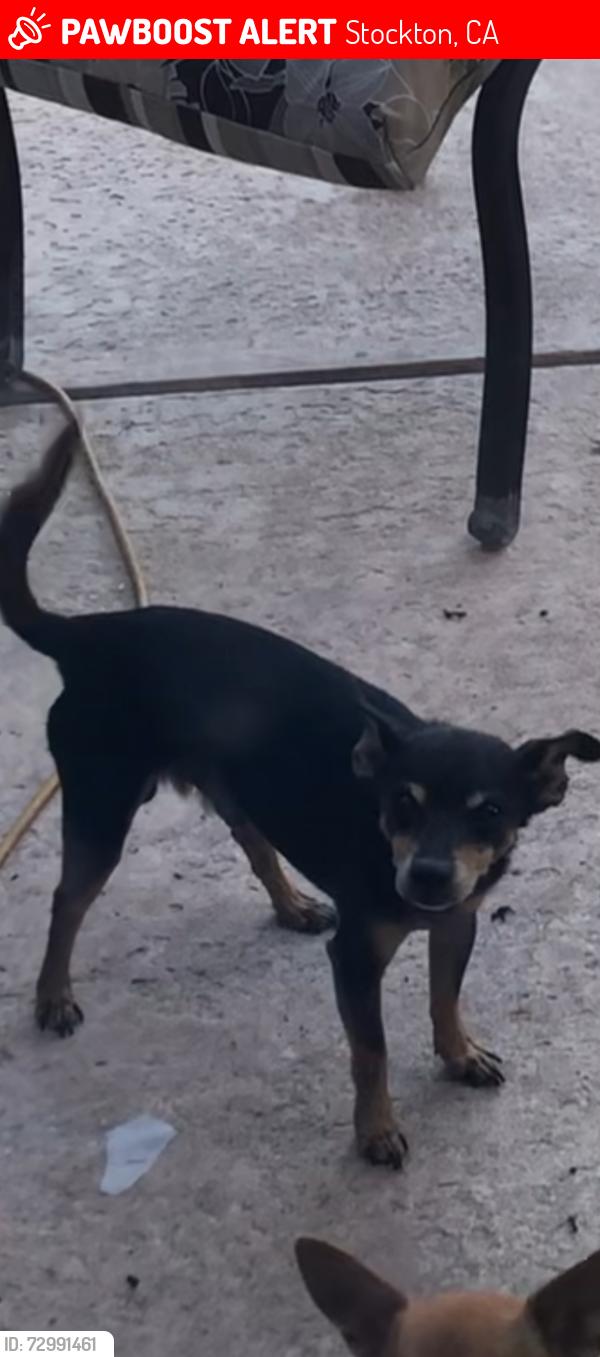 Lost Male Dog last seen Hamer lane, Stockton, CA 95209