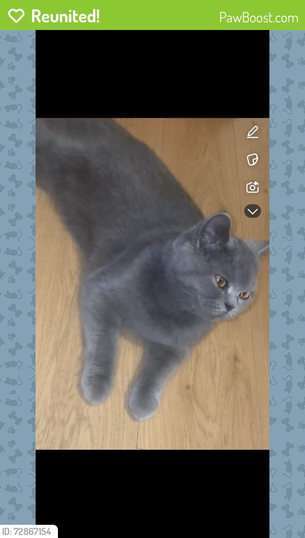 Reunited Female Cat last seen Larch road , Merseyside, England CH42 0JG