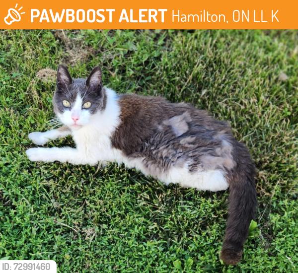 Found/Stray Unknown Cat last seen Near Emerald St. North Hamilton Ontario, Hamilton, ON L8L 5K9