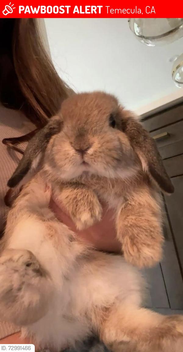 Lost Unknown Rabbit last seen Rancho California rd, Temecula, CA 92590