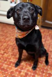 Lost Male Dog last seen Am Vets Hopwood, PA, Hopwood, PA 15445