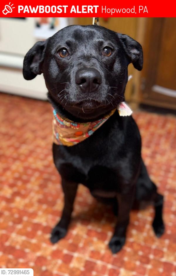 Lost Male Dog last seen Am Vets Hopwood, PA, Hopwood, PA 15445