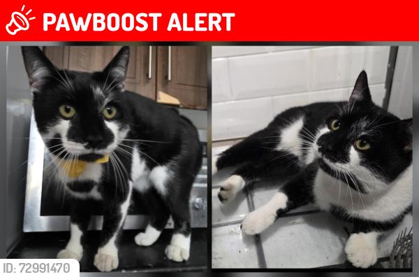 Lost Male Cat last seen Near Bush park WS108DN , Darlaston, England WS10 8DN