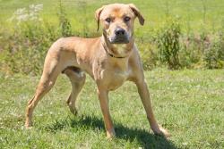 Lost Male Dog last seen Avalon apmts, Greenville, SC 29607