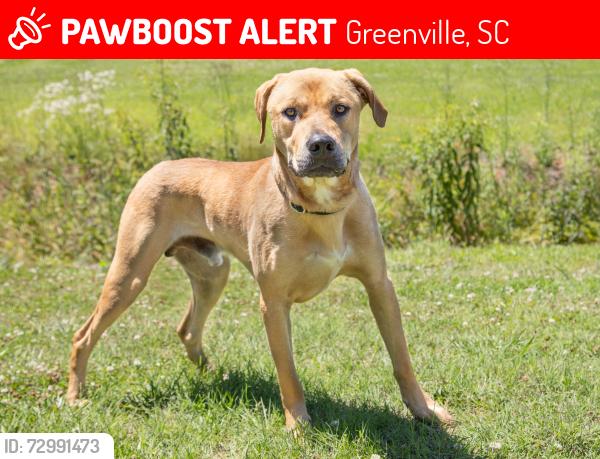 Lost Male Dog last seen Avalon apmts, Greenville, SC 29607