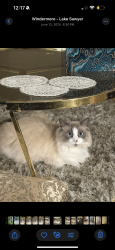 Lost Female Cat last seen Holdenbury lane, lakes of windermere, Windermere, FL 34786