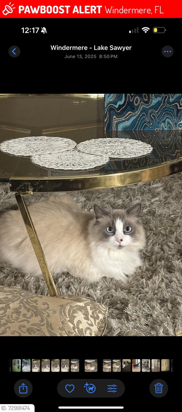 Lost Female Cat last seen Holdenbury lane, lakes of windermere, Windermere, FL 34786
