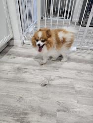 Reunited Male Dog last seen Grassy view and turtle pass, Fort Worth, TX 76177