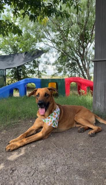 Shelter Stray Male Dog last seen Bexar County, 3353 Morningside Dr, New Braunfels, TX 78132, USA