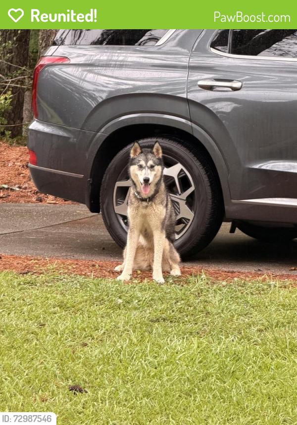 Reunited Female Dog last seen Londonberry Dr, Spartanburg, SC 29301, USA, Spartanburg, SC 29301