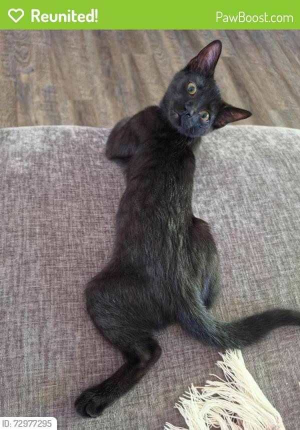 Reunited Male Cat last seen Near the hse, Clarksville, TN 37042