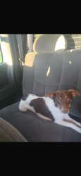 Reunited Male Dog last seen 45th and pinkney, Omaha, NE 68104