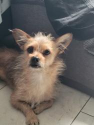 Reunited Unknown Dog last seen W Cedar St, Oxnard, CA 93033, USA, Oxnard, CA 93033