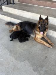Found/Stray Female Dog last seen Markham/Clark, Perris, CA 92571
