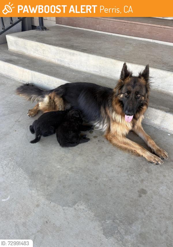 Found/Stray Female Dog last seen Markham/Clark, Perris, CA 92571
