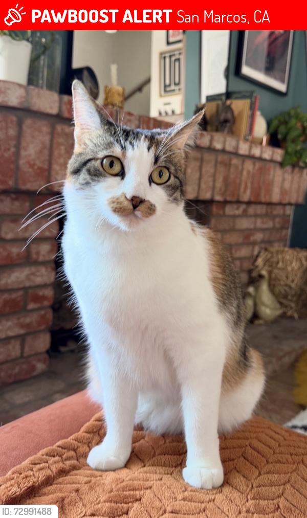 Lost Female Cat last seen Quali hill drive & la sombra drive, San Marcos, CA 92078