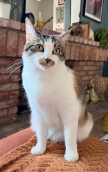 Lost Female Cat last seen Quali hill drive & la sombra drive, San Marcos, CA 92078