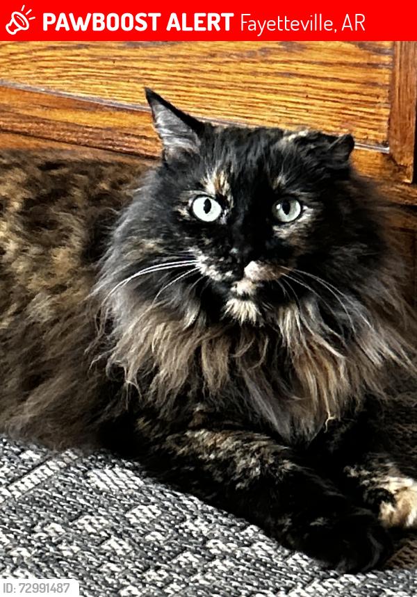 Lost Female Cat last seen Sunbridge, Fayetteville, AR 72703