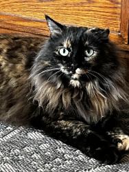 Lost Female Cat last seen Sunbridge, Fayetteville, AR 72703