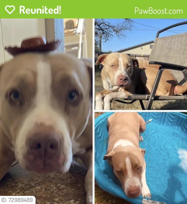 Reunited Female Dog last seen Valley trails, San Antonio, TX 78250