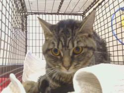 Shelter Stray Female Cat last seen NEW HOPE RD/MCTUCKER DR, 95632, 3839 Bradshaw Rd, Sacramento, CA 95827, USA