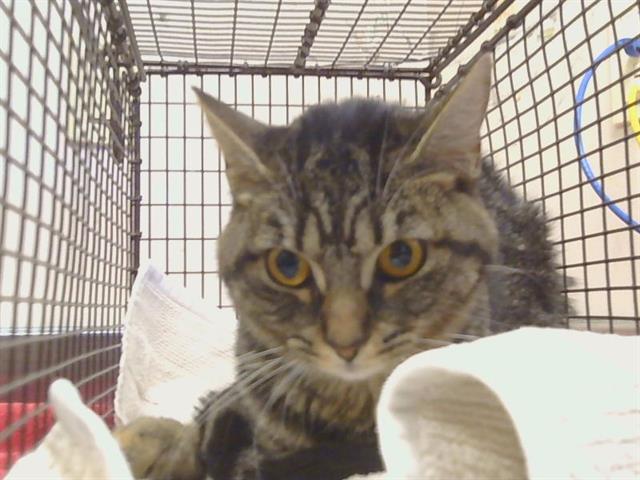 Shelter Stray Female Cat last seen NEW HOPE RD/MCTUCKER DR, 95632, 3839 Bradshaw Rd, Sacramento, CA 95827, USA