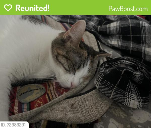 Reunited Female Cat last seen Live oak manor park , Los Gatos, CA 95032