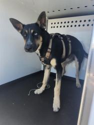 Shelter Stray Male Dog last seen Near BLK UNION AVE,BAKERSFIELD,CA, 201 S Mt Vernon Ave, Bakersfield, CA 93307, USA