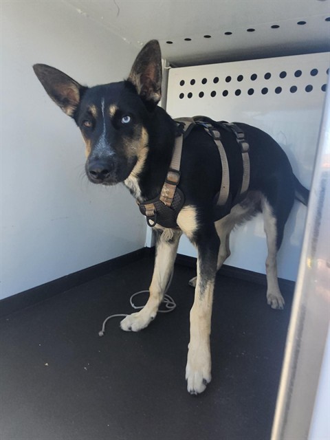Shelter Stray Male Dog last seen Near BLK UNION AVE,BAKERSFIELD,CA, 201 S Mt Vernon Ave, Bakersfield, CA 93307, USA
