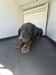 Shelter Stray Female Dog last seen Near BLK LEWIS ST, BAKERSFIELD CA, 201 S Mt Vernon Ave, Bakersfield, CA 93307, USA