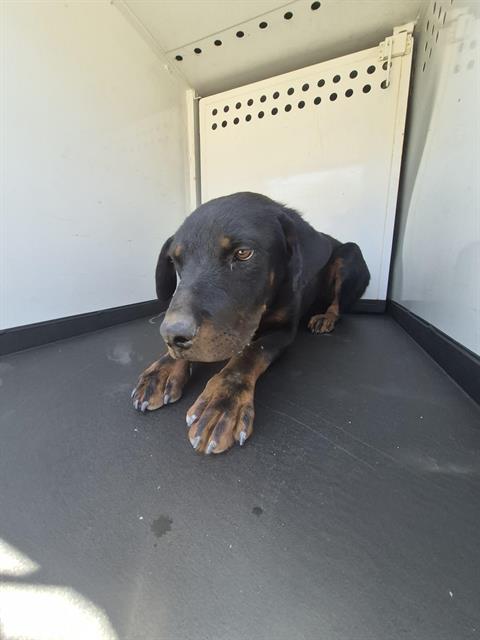 Shelter Stray Female Dog last seen Near BLK LEWIS ST, BAKERSFIELD CA, 201 S Mt Vernon Ave, Bakersfield, CA 93307, USA