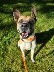 Shelter Stray Female Dog last seen COBURG,63137, 10521 Baur Blvd, Olivette, MO 63132, USA