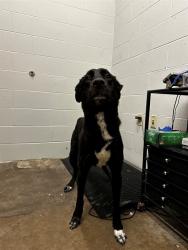Shelter Stray Male Dog last seen SOUTH KIRKWOOD RD, 10521 Baur Blvd, Olivette, MO 63132, USA