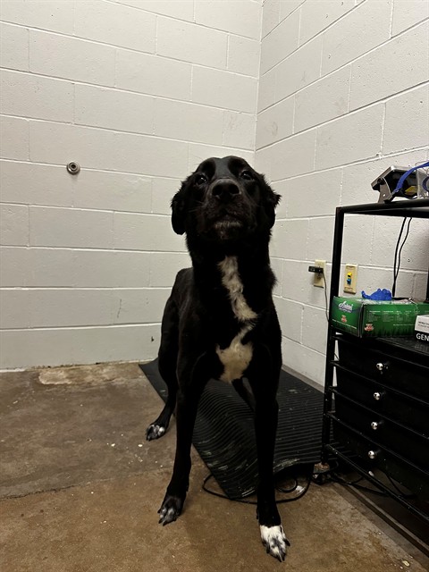 Shelter Stray Male Dog last seen SOUTH KIRKWOOD RD, 10521 Baur Blvd, Olivette, MO 63132, USA
