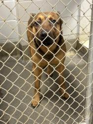 Shelter Stray Male Dog last seen WALL TRIANA SW, 4950 SW Triana Blvd, Huntsville, AL 35805, USA
