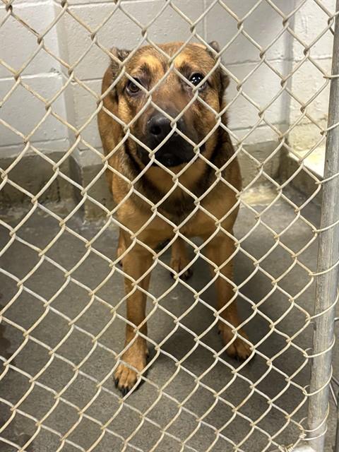 Shelter Stray Male Dog last seen WALL TRIANA SW, 4950 SW Triana Blvd, Huntsville, AL 35805, USA