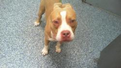 Shelter Stray Male Dog last seen CHARLOTTE, 8315 Byrum Dr, Charlotte, NC 28217, USA