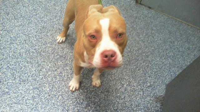 Shelter Stray Male Dog last seen CHARLOTTE, 8315 Byrum Dr, Charlotte, NC 28217, USA