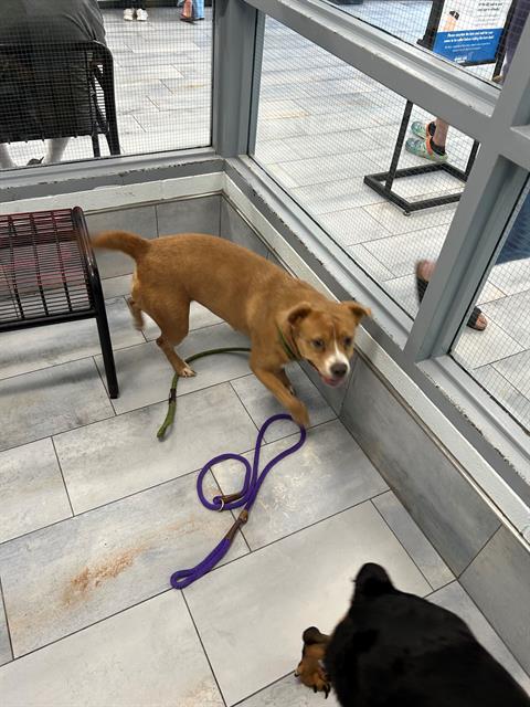Shelter Stray Female Dog last seen CHARLOTTE, 8315 Byrum Dr, Charlotte, NC 28217, USA
