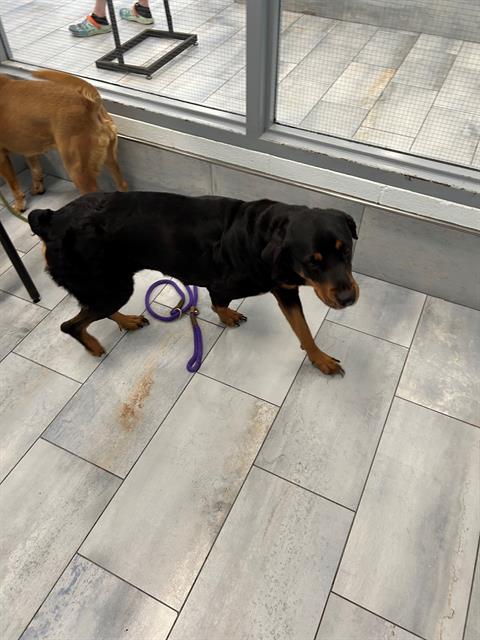 Shelter Stray Female Dog last seen CHARLOTTE, 8315 Byrum Dr, Charlotte, NC 28217, USA